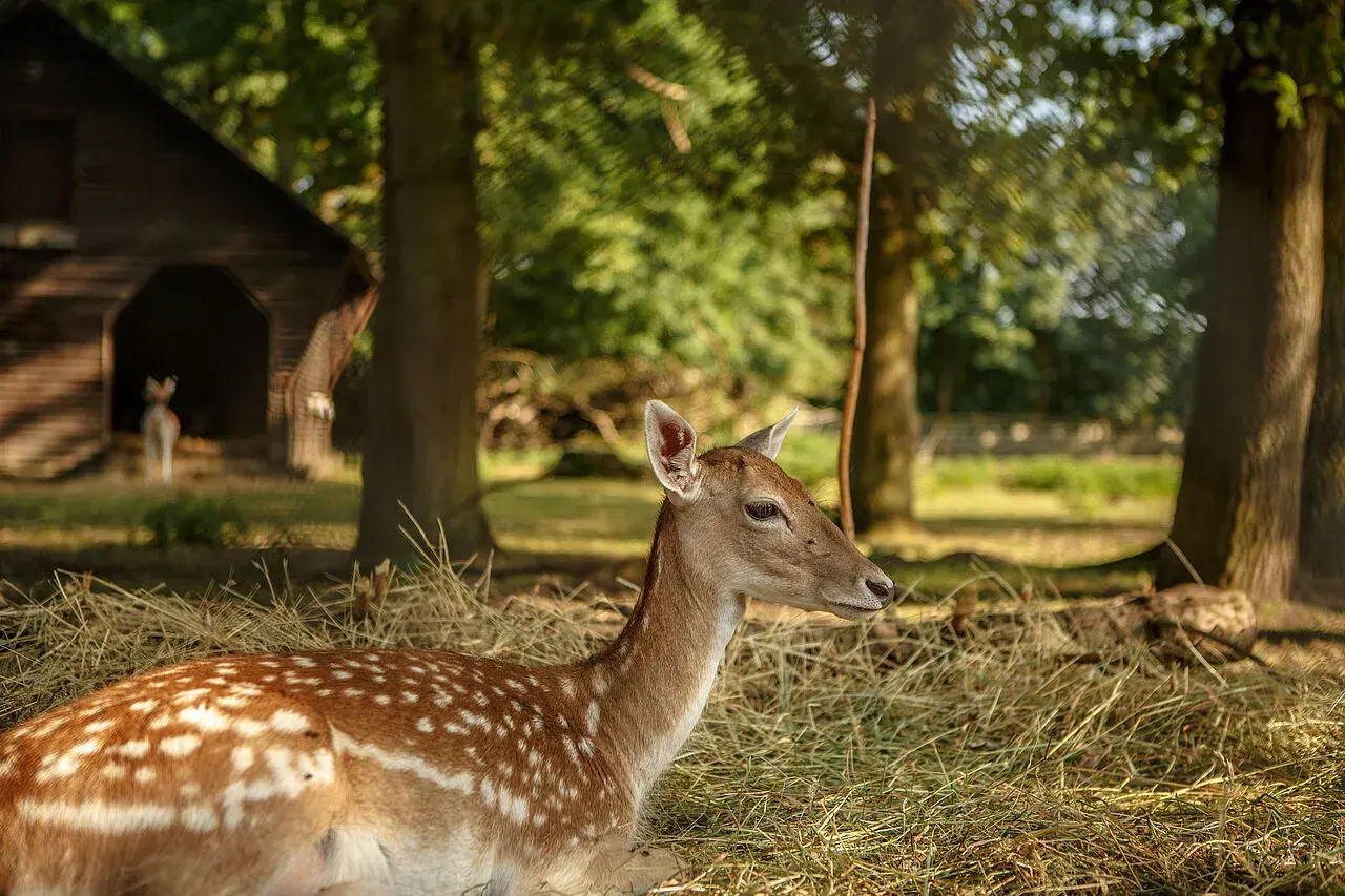 Ein Reh liegt im Stroh im Wildpark Tannenbusch. Die vielen positiven Wildpark Tannenbusch Rezensionen spiegeln diese friedliche Szene wider.