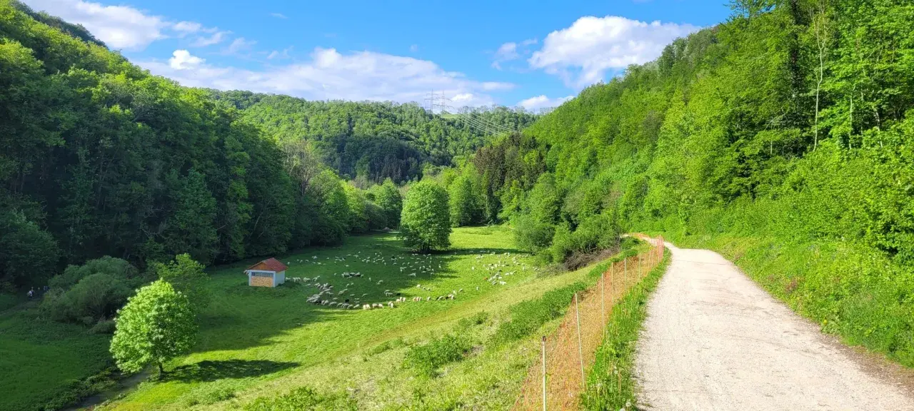 Idyllische Filsursprung Wanderung: Schafherde auf grüner Wiese, kleiner Schuppen, Wald und Weg.