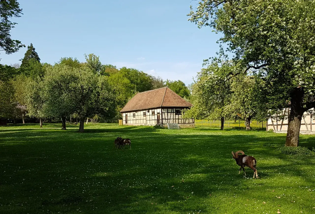 Mufflons grasen auf einer Wiese im Tierpark Ludwigsburg vor einem Fachwerkhaus.