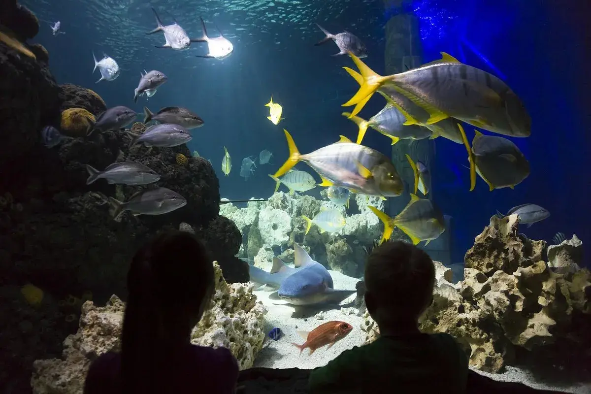 Zwei Kinder bestaunen im Aquarium Konstanz eine bunte Unterwasserwelt mit Haien und vielen Fischen.