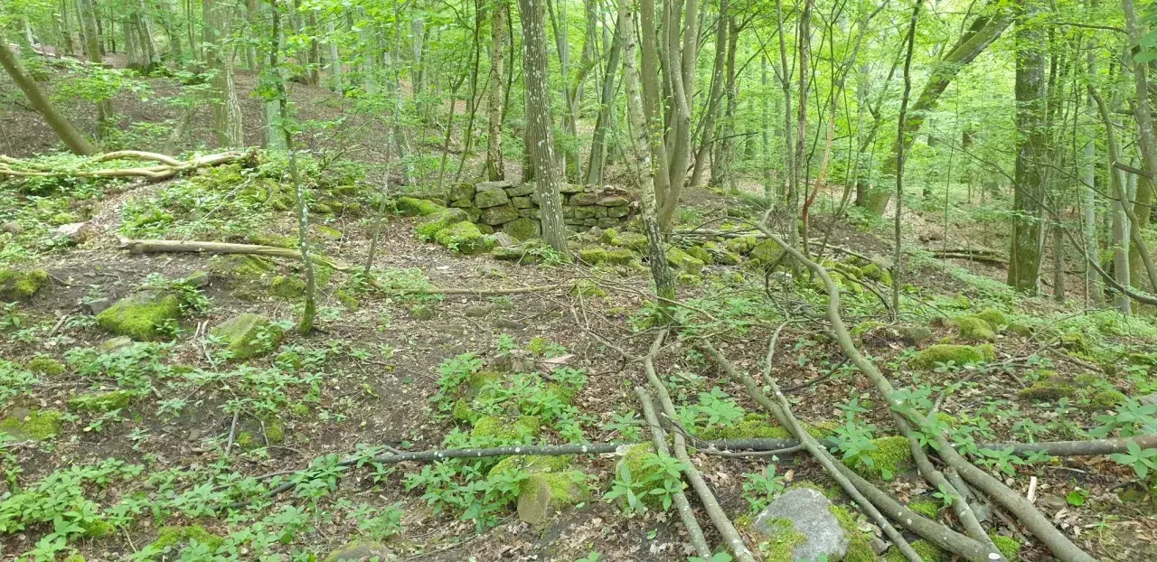 Verwilderte Mauerreste der Burg Steinach im dichten Wald. Moosbedeckte Steine und Äste liegen verstreut.