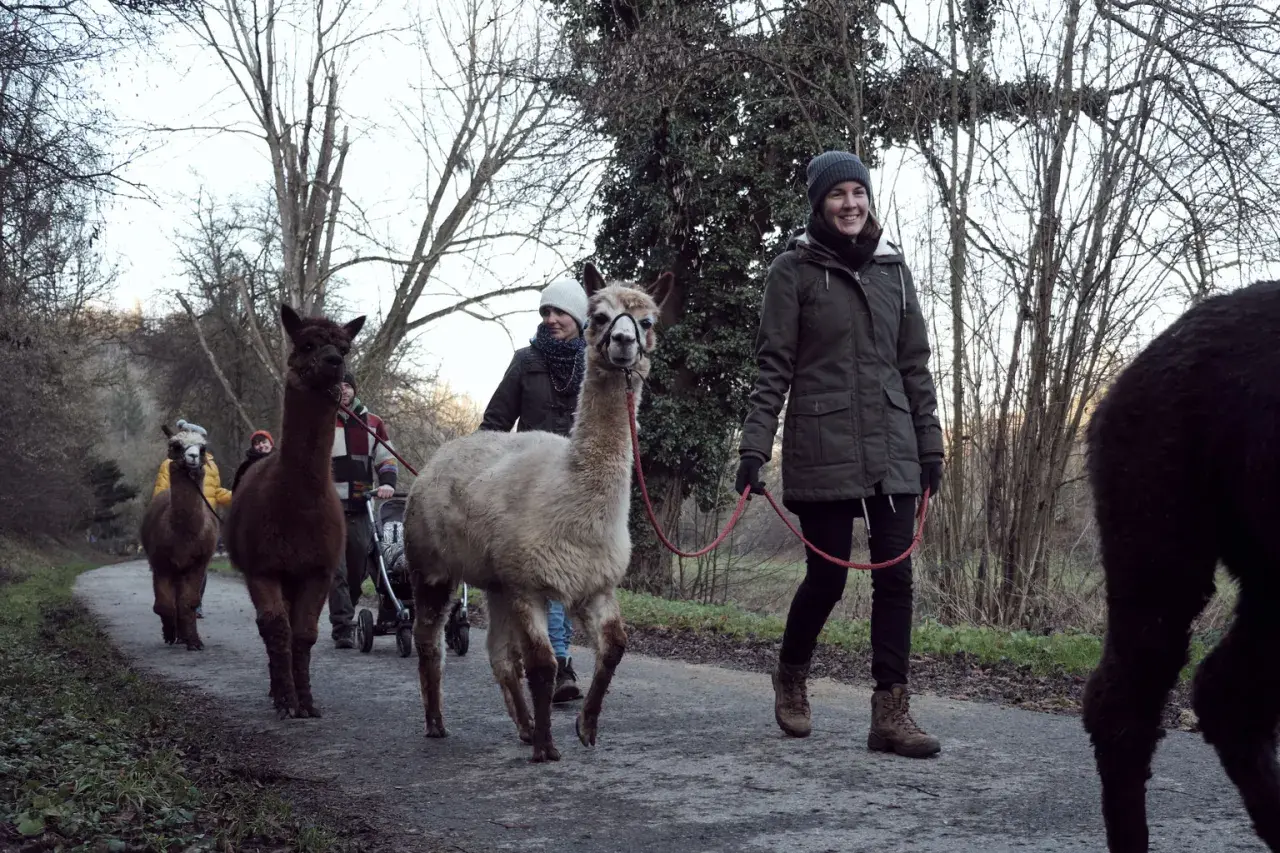 Eine Gruppe von Menschen und Alpakas genießt eine entspannte Alpaka Wanderung in Waiblingen.