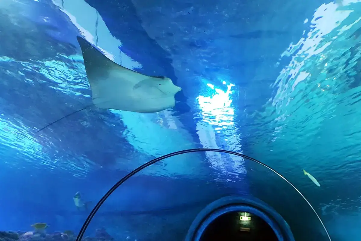 Ein Rochen schwebt &uuml;ber einem Tunnel im Aquarium. Ein toller Ausflug in die Unterwasserwelt!