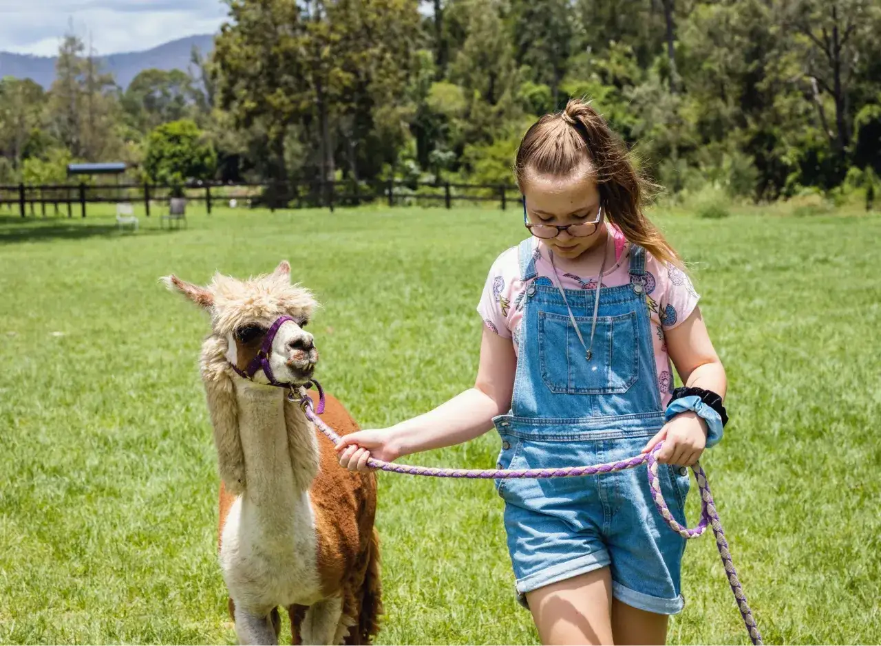 Ein M&auml;dchen mit Latzhose f&uuml;hrt ein Alpaka auf einer gr&uuml;nen Wiese. Eine sch&ouml;ne Alpaka Wanderung mit Kindern.