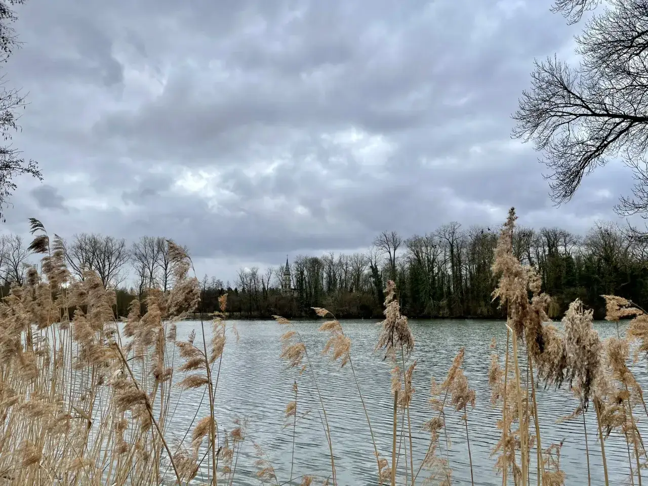 Schilf am Ufer des Monrepos-See, mit B&auml;umen und einem Kirchturm im Hintergrund. Ein ruhiger Ort f&uuml;r einen Spaziergang auf dem Monrepos-See Rundweg.