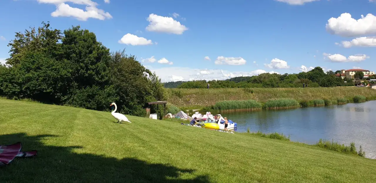 Ein Schwan auf der Wiese am See im Naturparkzentrum Zaberfeld. Menschen entspannen sich am Ufer und auf Booten.