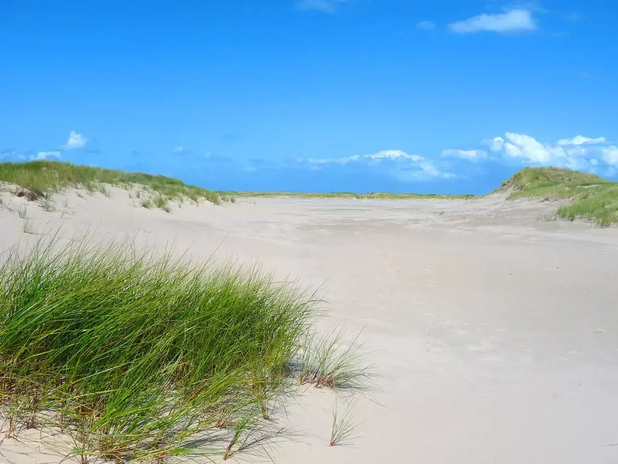 Weite Sanddünen mit Gräsern unter blauem Himmel. Perfekt für einen Niedersachsen Urlaub am Meer.