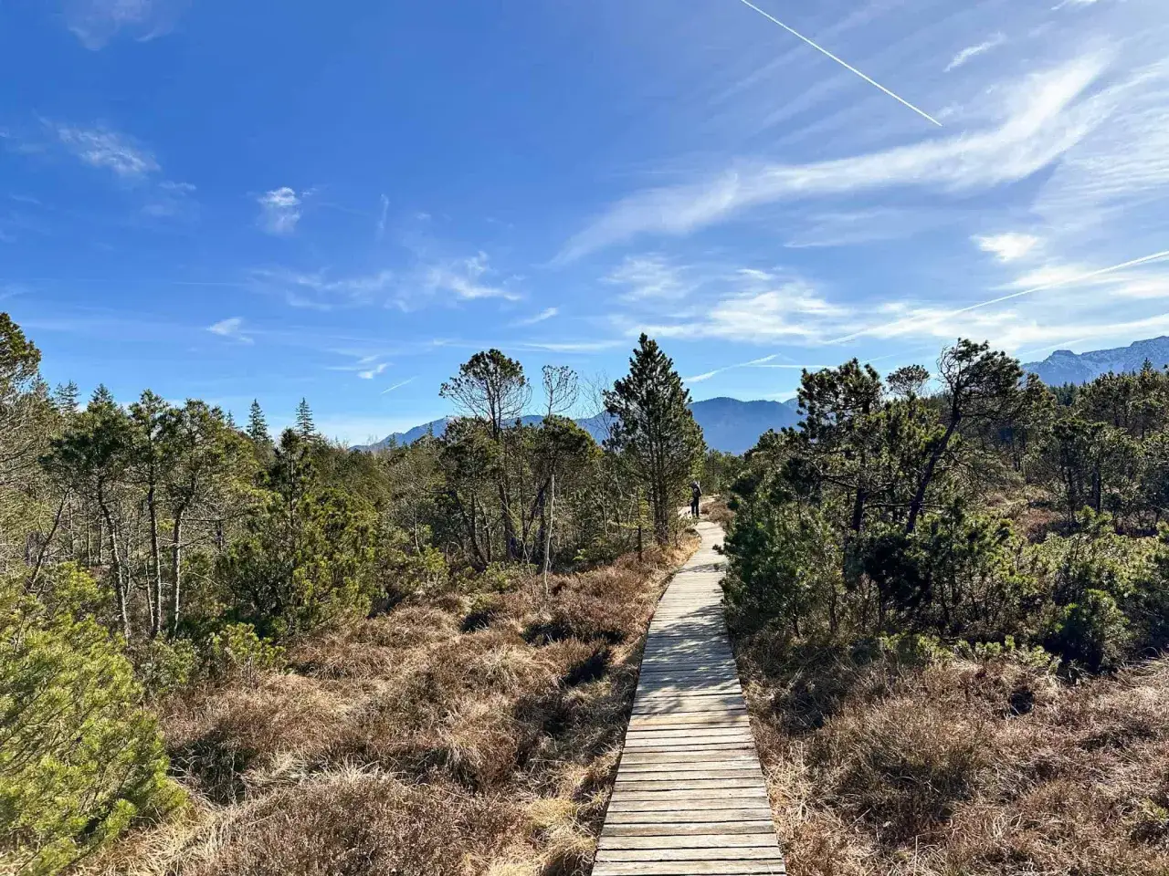 Holzsteg führt durch das Murnauer Moos mit Kiefern und trockener Heide unter blauem Himmel mit Kondensstreifen.