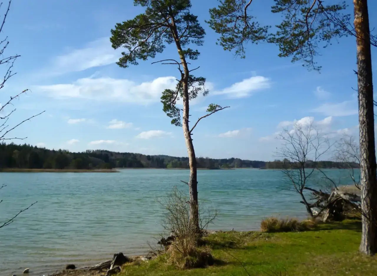Ein sonniger Tag lädt zum Osterseen baden ein. Türkisblaues Wasser, grüne Ufer und Kiefern unter blauem Himmel.