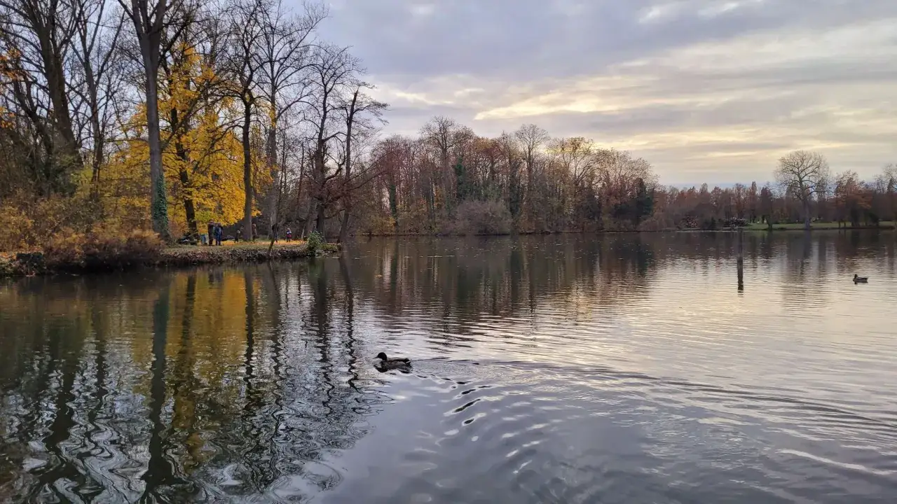 Herbstliche Szene am See in Ludwigsburg. Goldene B&auml;ume spiegeln sich im Wasser, ein Entenpaar zieht seine Bahnen. Ein Ort, der zum Tr&auml;umen einl&auml;dt.