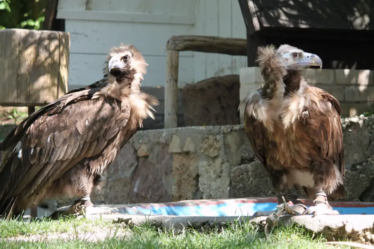 Zwei Geier stehen auf einem Stein, bereit f&uuml;r die Flugshow der Burgfalknerei Hohenbeilstein.