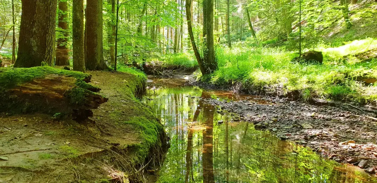 Ein moosbewachsener Baumstamm liegt am Ufer eines Waldbachs. Perfekt f&uuml;r eine Wanderung in Welzheim.