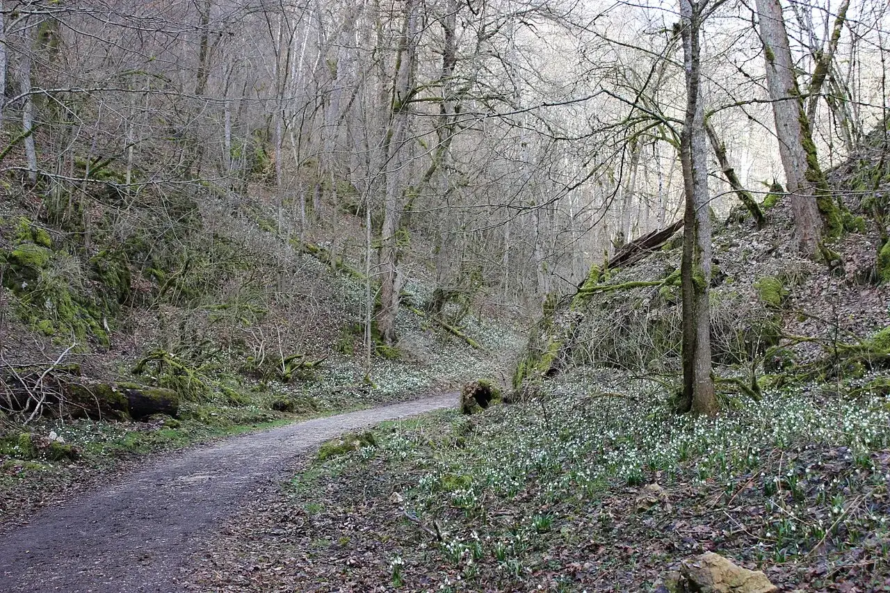 Ein Weg führt durch das Wolfstal bei Lauterach, gesäumt von Schneeglöckchen und moosbewachsenen Bäumen.