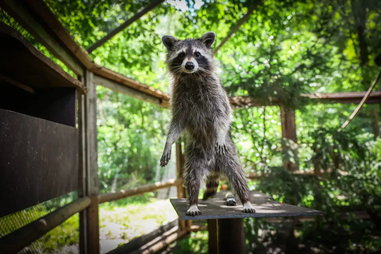 Ein Waschb&auml;r steht aufrecht auf einem Podest im Wildpark Tannenbusch. Die vielen positiven Wildpark Tannenbusch Rezensionen spiegeln die Freude &uuml;ber solche Begegnungen wider.