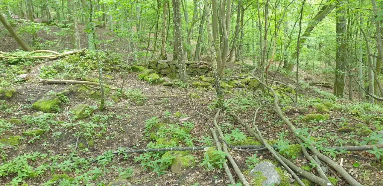Verwitterte Mauern der Burg Steinach, überwuchert von Moos und umgeben von einem dichten Wald.