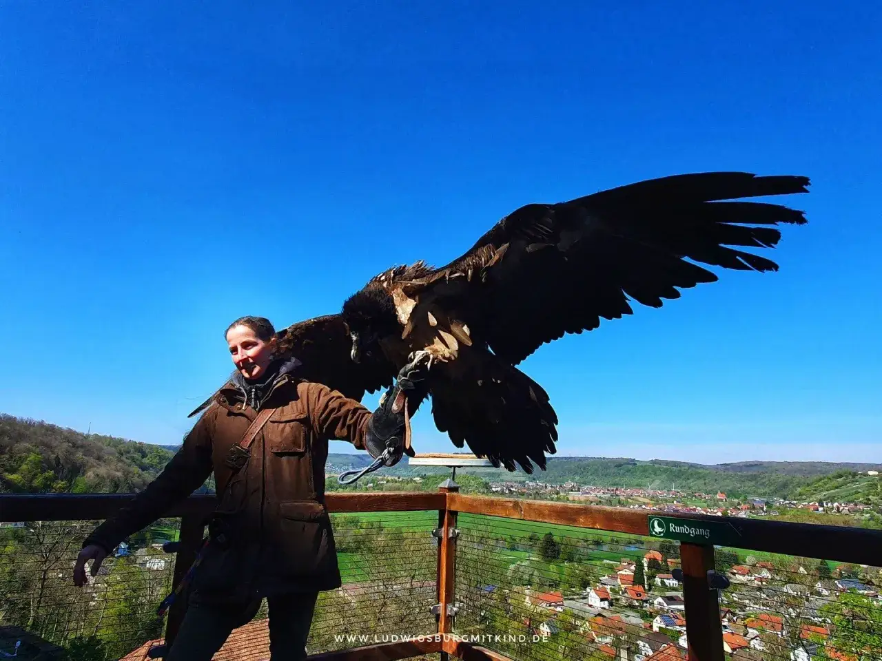 Falknerei Guttenberg: Ein Adler breitet seine Fl&uuml;gel aus, w&auml;hrend ein Falkner ihn auf einem Aussichtspunkt h&auml;lt.