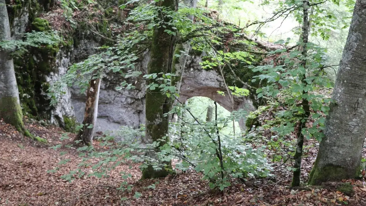Ein moosbewachsener Felsbogen, das Heidentor Egesheim, ragt aus einem dichten Wald hervor. Laub bedeckt den Waldboden.
