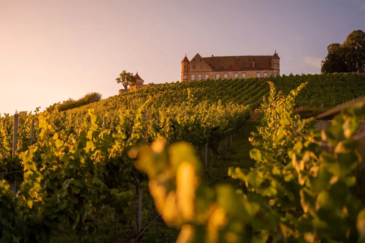 Sonnenuntergang über dem Erlebnispfad Untergruppenbach. Weinreben schlängeln sich den Hügel hinauf zu einem malerischen Schloss.