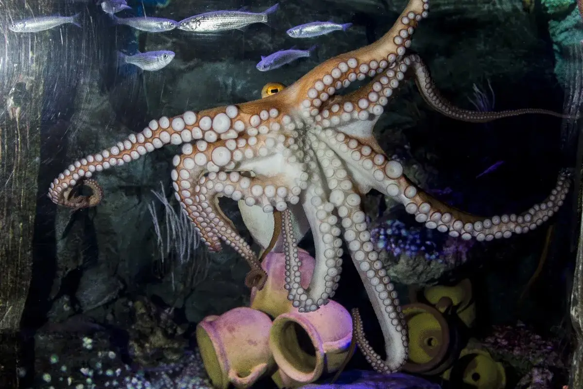 Ein Oktopus mit vielen Tentakeln schwimmt im Aquarium Konstanz. Kleine Fische ziehen im Hintergrund vorbei.